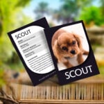 Velvet Soft Touch Trading Cards printed on our 16PT premium gloss stock available in 2.5"x3.5" these cards are best for product promotions and gaming cards.